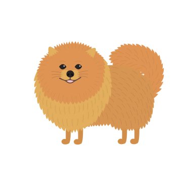 Pomeranian spitz. Sevimli kırmızı bebek köpek.