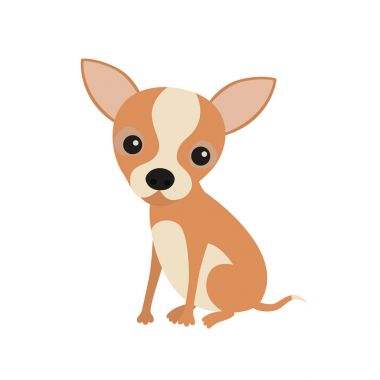 Küçük şirin oturma chihuahua köpek yavrusu. Beyaz arka plan üzerinde izole küçük kahverengi cep köpek.