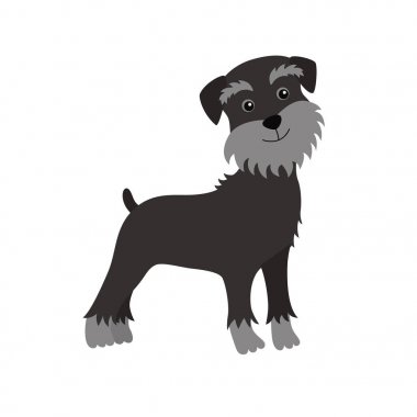 köpek Schnauzer siyah