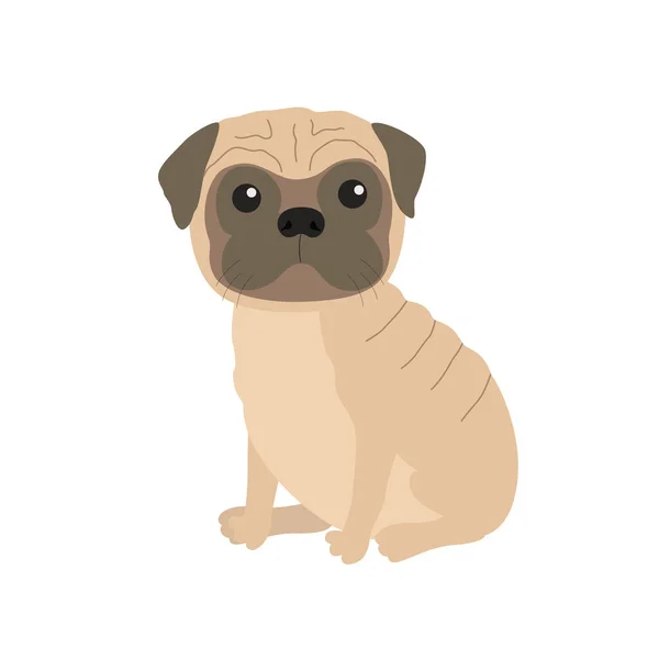Мопс собаки цуценя — Безкоштовне стокове фото