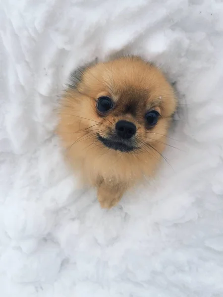 雪の中でスピッツ。冬の犬。雪の中の犬. — ストック写真