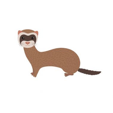 Vector illustration of ferret . Smiling cartoon character. clipart