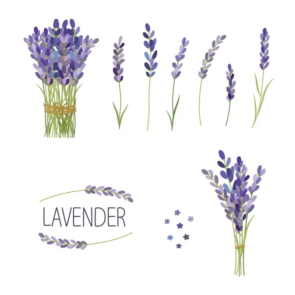 Set of lavender flowers elements. Collection of lavender flowers on a white background. — Stock Vector
