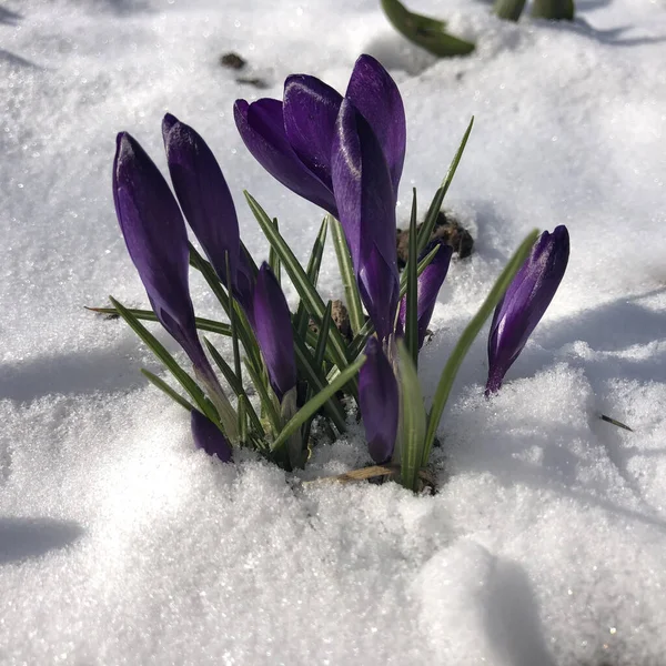 Voorjaarskrokus bloeiend uit de sneeuw — Stockfoto