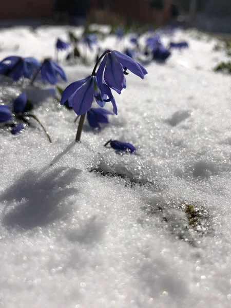 As gotas de neve azuis cresceram na primavera sob a neve . — Fotografia de Stock