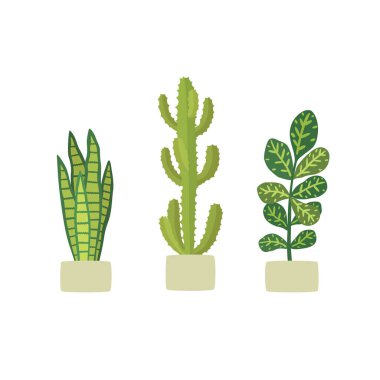 Saksıda saksı bitkisi. Kaktüs coşkusu, Kodiaeum çeşidi, Sansevieria.