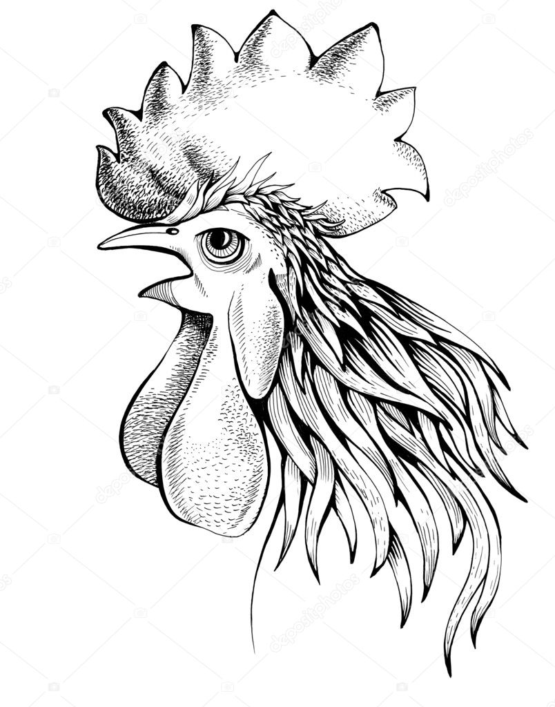 profile of rooster