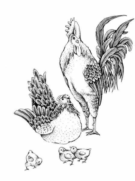 Ημέρα της οικογένειας πτηνών κοτόπουλο — Φωτογραφία Αρχείου