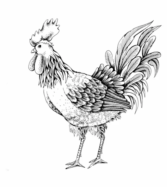 Perfil de cock sketch — Fotografia de Stock