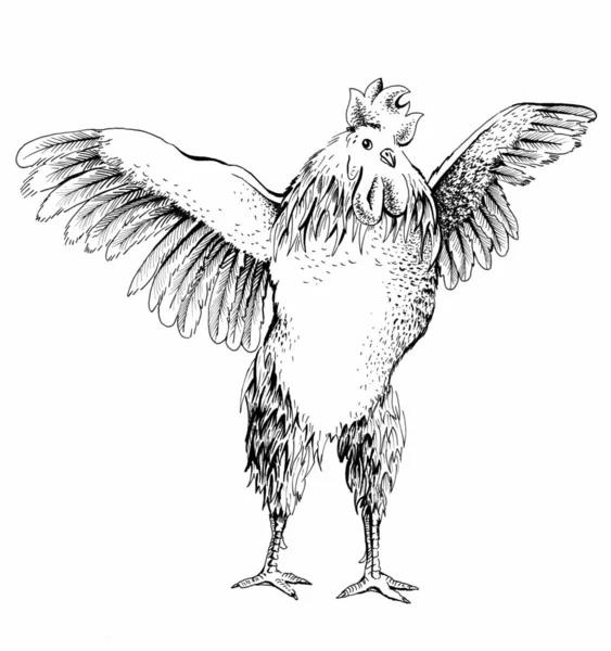 Dibujo del gallo delantero —  Fotos de Stock