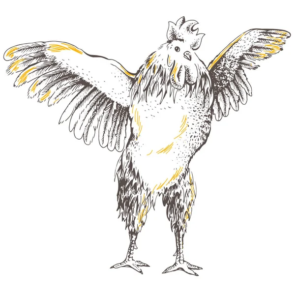 Dibujo del gallo delantero — Archivo Imágenes Vectoriales
