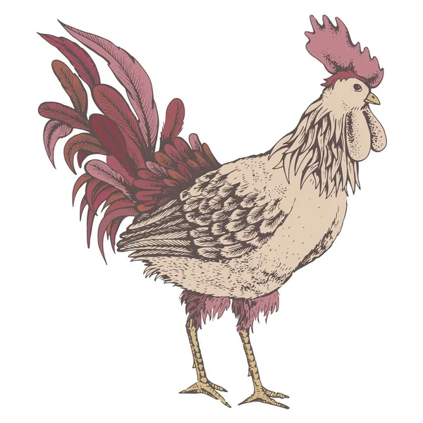 Perfil de cock sketch — Vector de stock