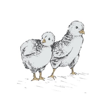 the chick egg clipart