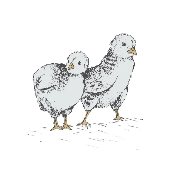 鸡鸡蛋 — 图库矢量图片