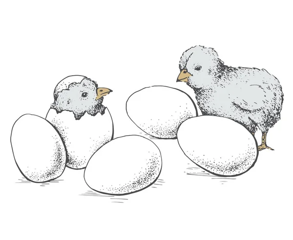 Egg og kylling – stockvektor