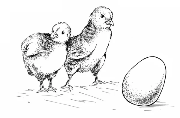 Chick egg — Zdjęcie stockowe