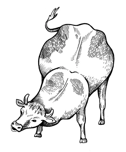 소는 풀을 먹는 — 스톡 사진