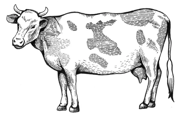 The spotted cow is standing. — Stock Photo, Image