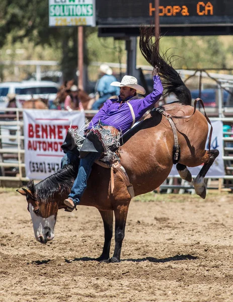 Bareback Cowboy Hold on — стоковое фото