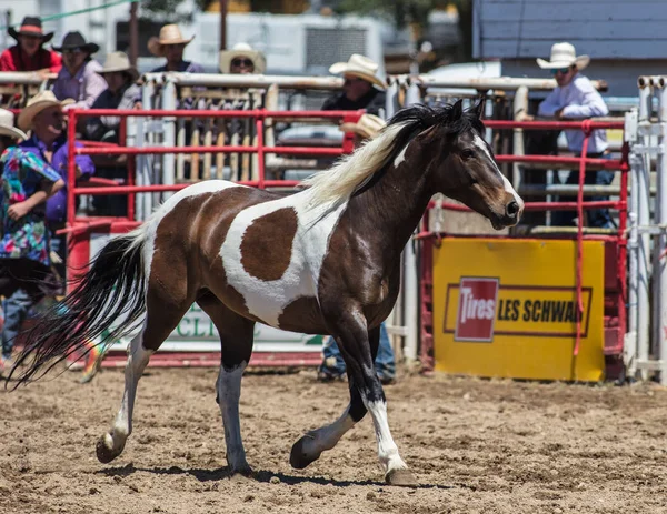 Lindo cavalo de rodeio — Fotografia de Stock