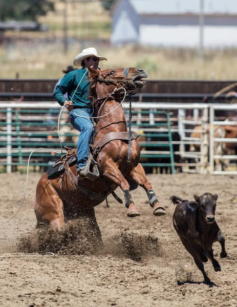 Borjú Roping Cowboy — Stock Fotó