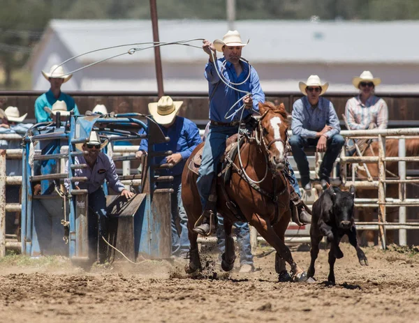 Cielę Roping Cowboy — Zdjęcie stockowe