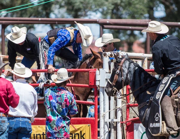 Saddleback Cowboy Acción —  Fotos de Stock