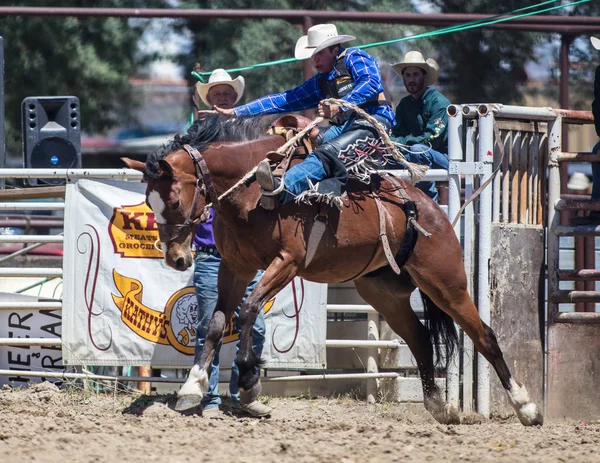 Saddleback Cowboy Acción — Foto de Stock