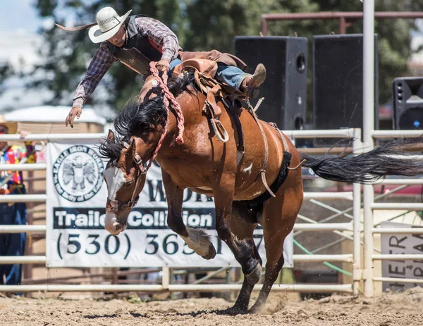 Saddleback Cowboy Ação — Fotografia de Stock