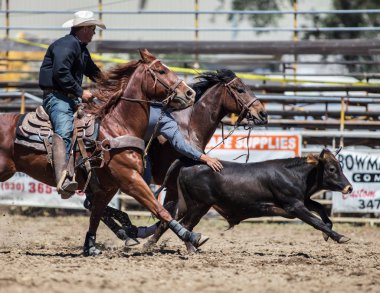 Güreş Cowboys yönlendirmek
