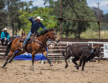 Sonra Steer