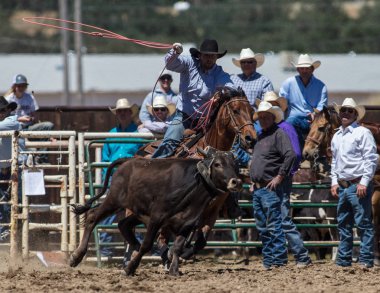 Sonra Steer