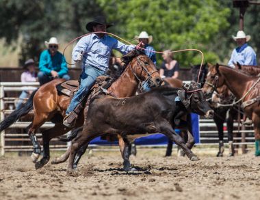 Sonra Steer