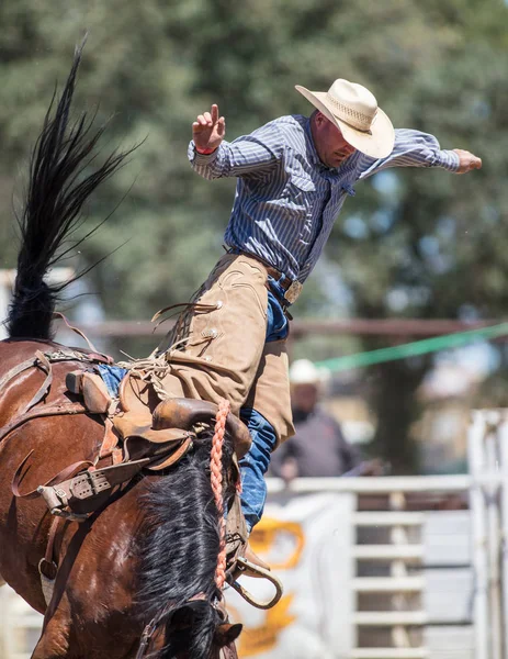 Saddleback Bronc Action — Photo