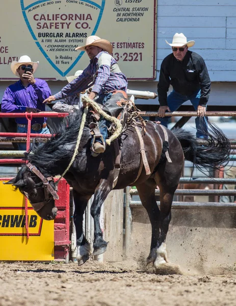 Saddleback Bronc Acción —  Fotos de Stock