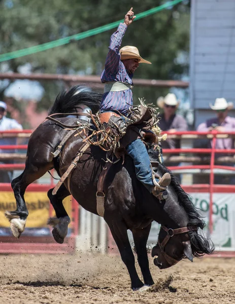 Saddleback Bronc åtgärd — Stockfoto