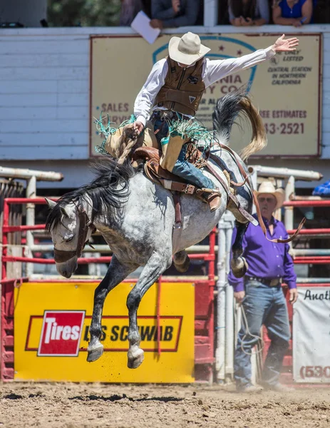 Saddleback Bronc åtgärd — Stockfoto