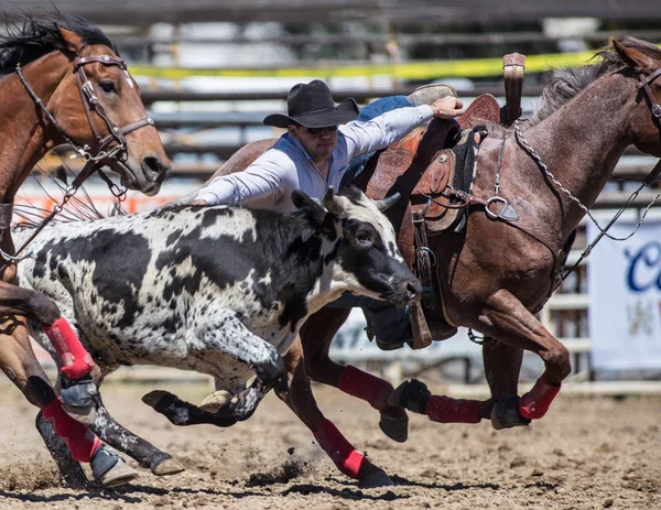 Steer Wrestling Cowboys — Stock Photo, Image