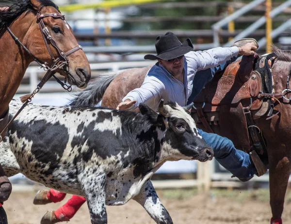 Steer Wrestling Cowboys — Foto Stock