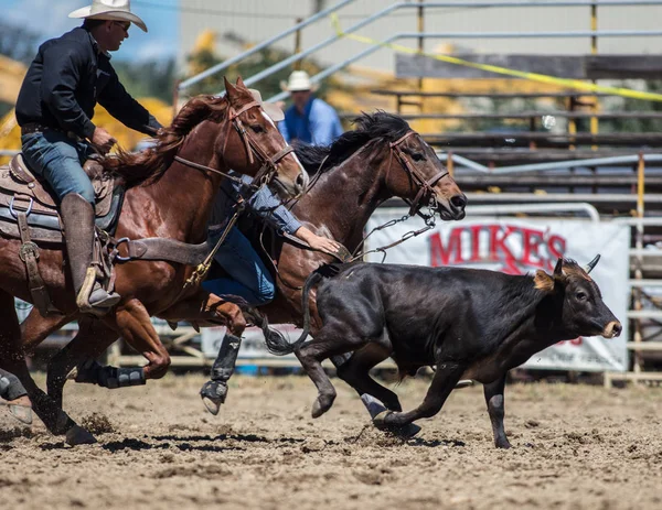 Steer Wrestling vaqueros —  Fotos de Stock