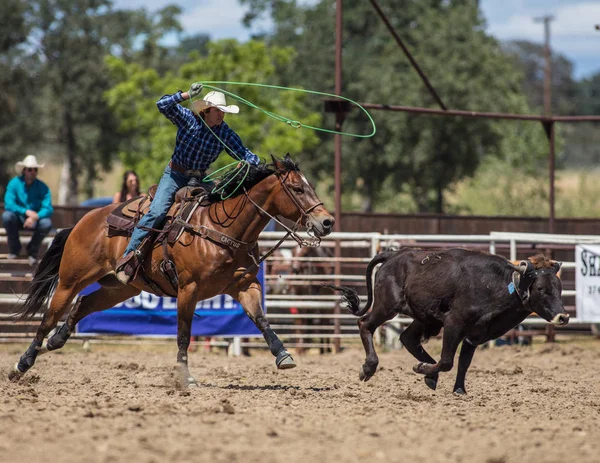 Na de Steer — Stockfoto