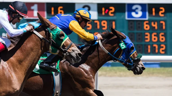 Ação Corrida Cavalos Cal Expo Track Sacramento Califórnia Julho 2017 Imagens De Bancos De Imagens