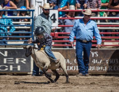 Koyun eti Busting junior rodeo Scott Vadisi Rodeo Etna, Kaliforniya'da. 29 Temmuz 2017. 