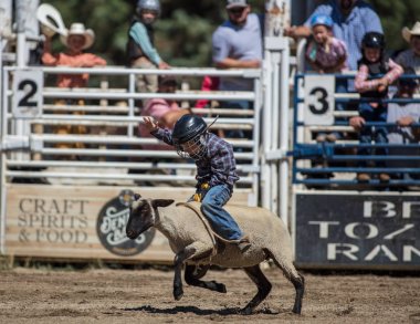 Koyun eti Busting junior rodeo Scott Vadisi Rodeo Etna, Kaliforniya'da. 29 Temmuz 2017. 