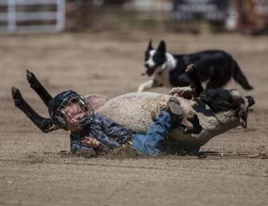 Genç biniciler olay Scott Vadisi zevk Park Rodeo Etna, Kaliforniya'da busting koyun eti, koyun için basılı tutun. 29 Temmuz 2017