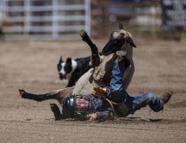 Genç biniciler olay Scott Vadisi zevk Park Rodeo Etna, Kaliforniya'da busting koyun eti, koyun için basılı tutun. 29 Temmuz 2017