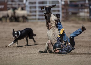 Genç biniciler olay Scott Vadisi zevk Park Rodeo Etna, Kaliforniya'da busting koyun eti, koyun için basılı tutun. 29 Temmuz 2017