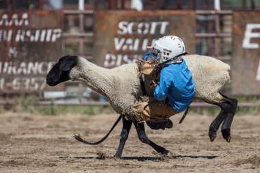 Genç biniciler olay Scott Vadisi zevk Park Rodeo Etna, Kaliforniya'da busting koyun eti, koyun için basılı tutun. 29 Temmuz 2017