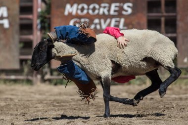 Genç biniciler olay Scott Vadisi zevk Park Rodeo Etna, Kaliforniya'da busting koyun eti, koyun için basılı tutun. 29 Temmuz 2017