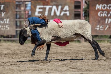 Genç biniciler olay Scott Vadisi zevk Park Rodeo Etna, Kaliforniya'da busting koyun eti, koyun için basılı tutun. 29 Temmuz 2017